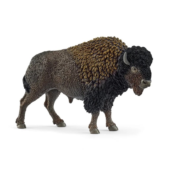 Bison Bison
